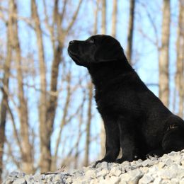 Labrador Retriever Puppies from Trapper Creek Labradors