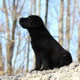 Labrador Retriever Puppies from Trapper Creek Labradors