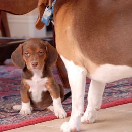 Beagle Puppies from Parmelee Beagles