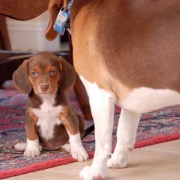 Beagle Puppies from Parmelee Beagles
