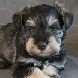 AKC Dallas - Salt and pepper male Miniature Schnauzer puppy in Richardton, North Dakota from Crooked Tree Ranch