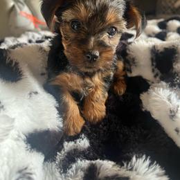 Rose - Black and gold female Yorkshire Terrier puppy in Surprise, Arizona from Blooming Beauties 🌼