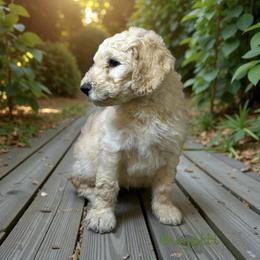 Bugatti - Apricot male Goldendoodle puppy in Sanderson, Florida from Serenity Goldendoodles