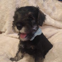 Miniature Schnauzer Puppies from Hall Miniature Schnauzers