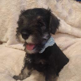 Miniature Schnauzer Puppies from Hall Miniature Schnauzers