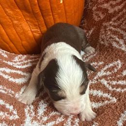 Don Julio - White and red male Border Collie puppy in Mckinney, Texas from Border Collies of Ruidoso