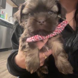 Brownie - Gold male Shihpoo puppy in Denver, Colorado from Angel babies