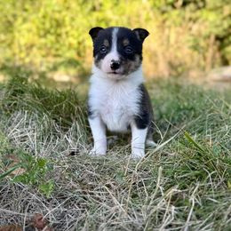 Vessel - Tri-color male Border Collie puppy in Alexander, Maine from High Velocity Stockdogs