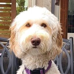 Majesty - Goldendoodle