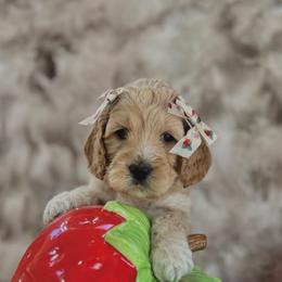 Goldie - Cream female Cockapoo puppy in Midwest City, Oklahoma from Strawberry Hill Puppy Patch