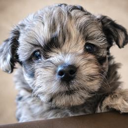 Shihpoo puppies from Route 66 Poodles & Doodles, Sapphire Shih-tzu's of Ohio