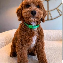 Capri - Red  female Poodle puppy in South Jordan, Utah from Wasatch Pup