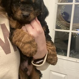 Goldendoodle Puppies from 2KC Doodles