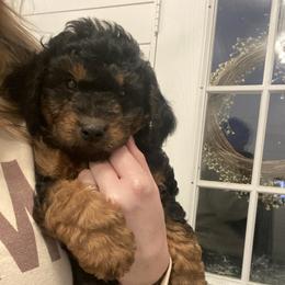 Goldendoodle Puppies from 2KC Doodles