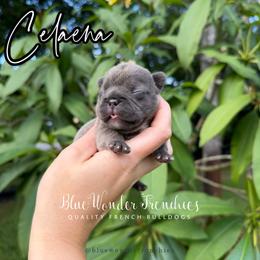 Celaena Sardothien - Blue female French Bulldog puppy in Loxahatchee, Florida from Blue Wonder Frenchies
