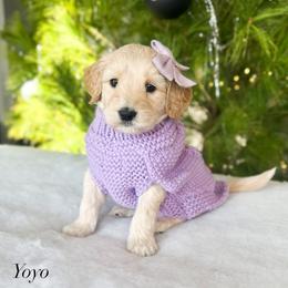 Yo-yo - Cream female Goldendoodle puppy in Sterling, Illinois from Charley's Goldendoodles