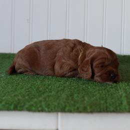 Thistle - Red male Cavapoo puppy in Springtown, Texas from North Texas Puppies