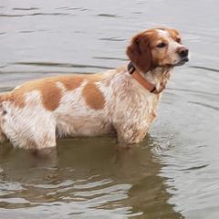 Kilee - French Brittany