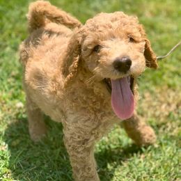 Caucasian Shepherd Dogs, Labradoodles, Saint Bernards, and Working Dog Crosses from Blue Line Kennels