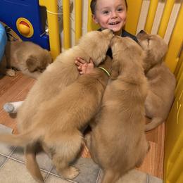 Golden Retriever Puppies from Martinez Desert Goldens