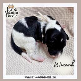 Wizard - Black male Australian Labradoodle puppy in Eagle Mountain, Utah from Lake Mountain Doodle