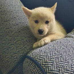 Quinn - White female Pomsky puppy in Blackfoot, Idaho from Snake River Pomskys