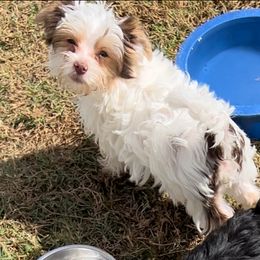 Maltese, Morkie, and Yorkshire Terrier Puppies from California AKC Maltese & Yorkies
