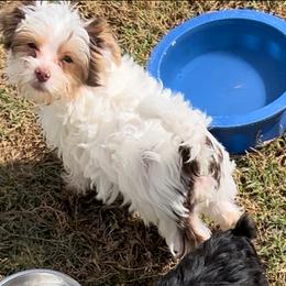 Maltese, Morkie, and Yorkshire Terrier Puppies from California AKC Maltese & Yorkies