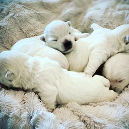 West Highland White Terrier Puppies from Elvador West Highland White Terriers