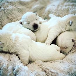 West Highland White Terrier Puppies from Elvador West Highland White Terriers