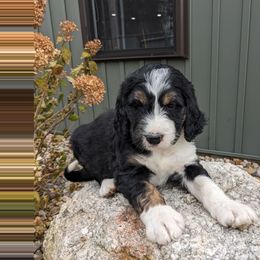 Bo - Tri-color male Bernedoodle puppy in Beach City, Ohio from Blue Cloud Doodles