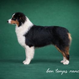 Australian Shepherd Puppies from Bon Temps Ranch