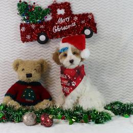 Festive - Parti female Goldendoodle puppy in Pendleton, Oregon from Blushing Doodles
