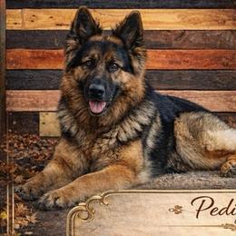 Reno - German Shepherd