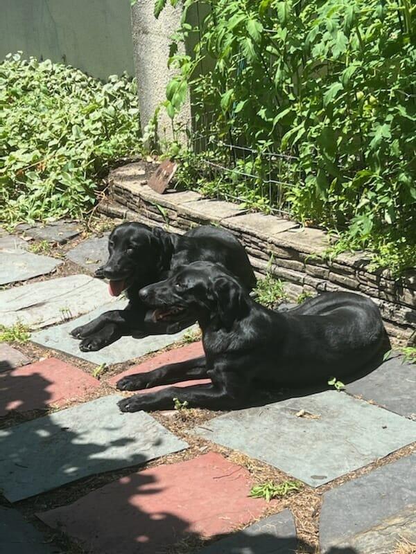 Barnegat Bay Pointing Labrador Retrievers in New Jersey Labrador