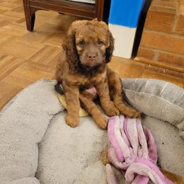 Cockapoo Puppies from Cano Cockapoos