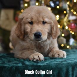 Red collar boy - Golden male Golden Retriever puppy in Gilbert, Arizona from Dani’s Dawgs