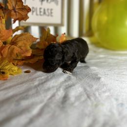 Poodle All Grown Up from Parti-Pawz