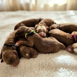 Australian Labradoodle Puppies from Honeybee Hills Australian Labradoodles