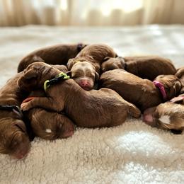 Australian Labradoodle Puppies from Honeybee Hills Australian Labradoodles