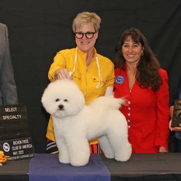 Riley - Bichon Frise