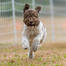 Lagotti Romagnoli from Con Brio Lagotto Romagnolos