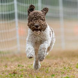 Lagotti Romagnoli from Con Brio Lagotto Romagnolos
