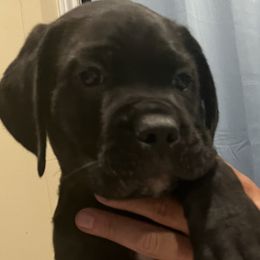 Green - Black male Cane Corso puppy in Gatesville, Texas from Corso Dynasty