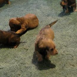 Dachshund Puppies from CLARK'S BREEDING PROGRAM