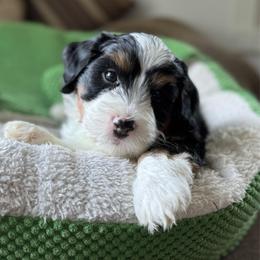 Master Benedict - Tri-color male Bernedoodle puppy in Forsyth, Illinois from Birdies Mini Bernedoodles
