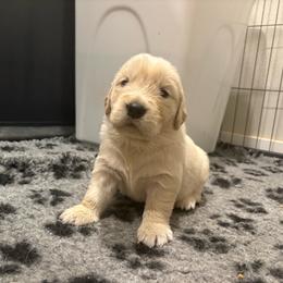 Boy 2 - Golden male Golden Retriever puppy in Menifee, California from The Golden Leash Kennels