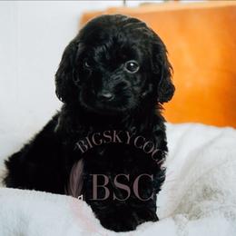 Teal collar - Black female Cockapoo puppy in Missoula, Montana from Big Sky Cockapoos