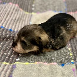 Miniature Schnauzer Puppies from 850Schnauzers