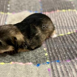 Miniature Schnauzer Puppies from 850Schnauzers